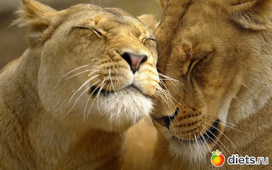 4 ����: ������ ��������...