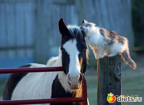 ������ ��������...