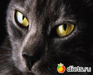 ������ ��������...