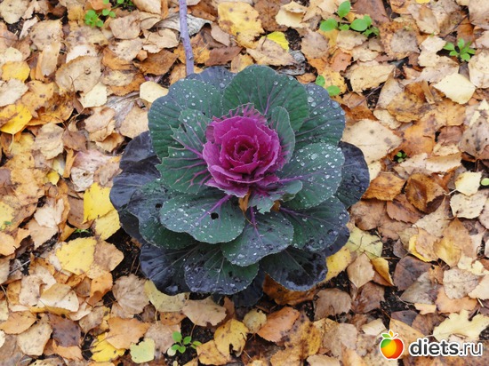 капуста декоративная, альбом: Цветы разные