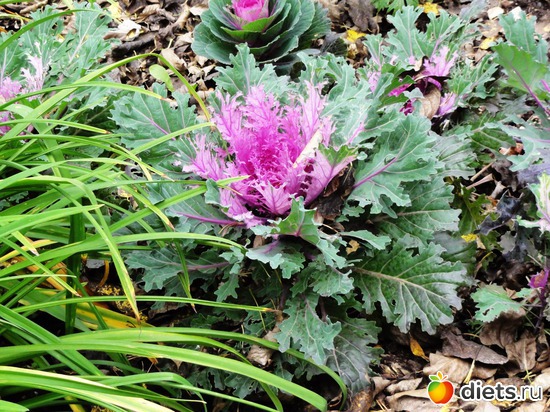 капуста декоративная, альбом: Цветы разные