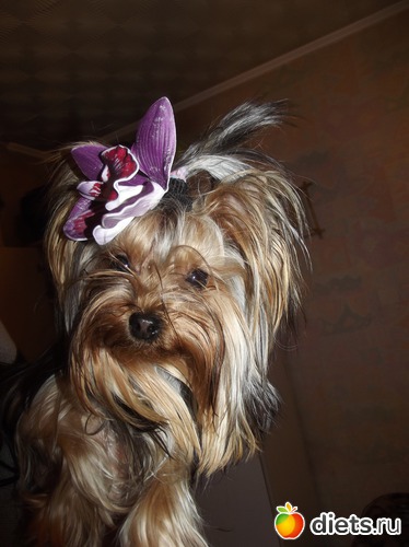 ��������� (���� ������ ���), ������: ���� ������