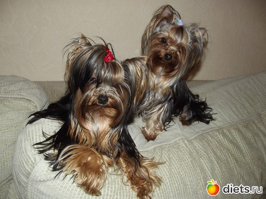 ��� ��� ��������, ������: ���� ������