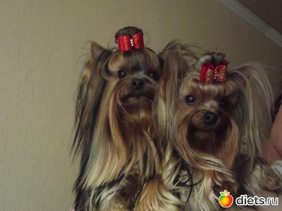 ��� ����� ��������,��������� �� ��������, ������: ���� ������