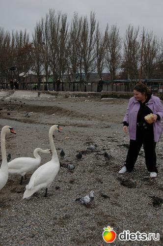 ������� 2012�. 115 ��., ������: �� 100