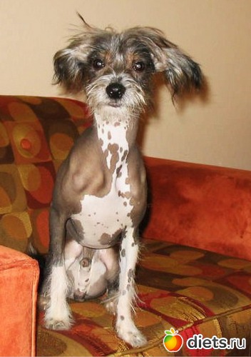 1 фото: Chinese Chrested (Kitajskaya xoxlataya)