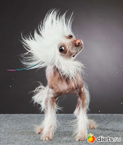 3 фото: Chinese Chrested (Kitajskaya xoxlataya)