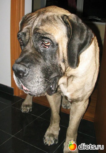 13 фото: любимчики