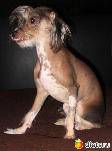 MOI LYUBIMYE....., альбом: Chinese Chrested (Kitajskaya xoxlataya)