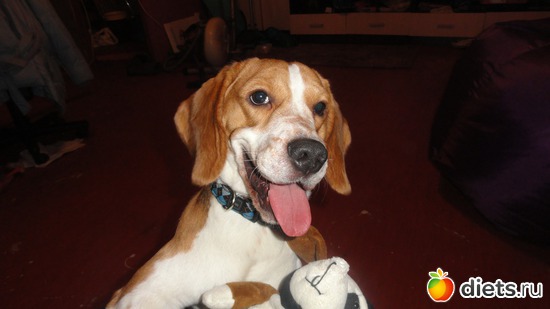 мой пёся, альбом: мои домашние любимки