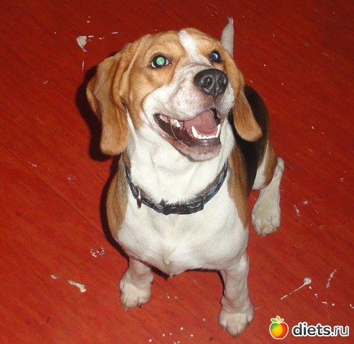 2 фото: Бигль