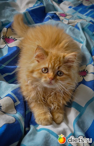 �������, ������: �����