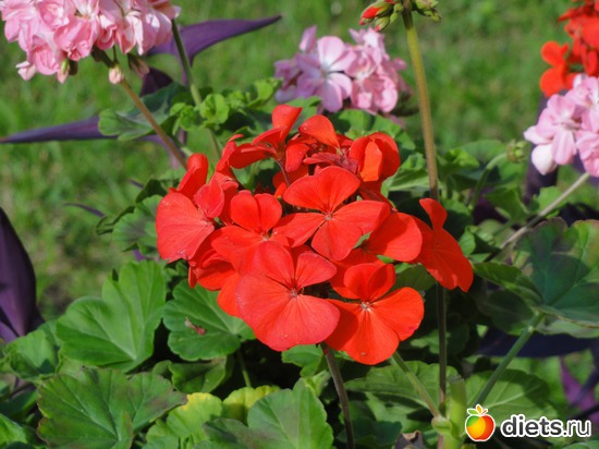 10 фото: Цветы разные