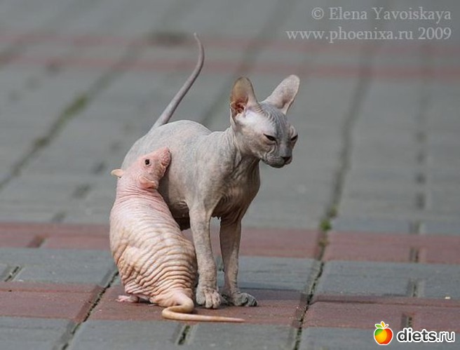 1 ����: �������