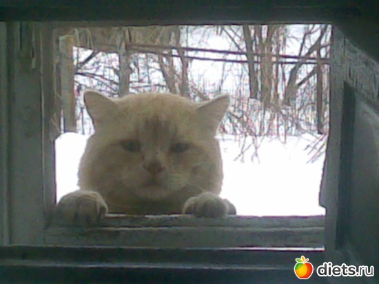 Кеша он старенький я его приютила а то он был бомж. Теперь он сын нашей семьи., альбом: Мои дети хвостатые и полосатые.