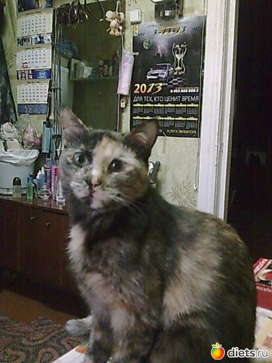 Это Масяня можно просто Маша. У нас с ней день рождение в один день. Ей тут почти год., альбом: Мои дети хвостатые и полосатые.