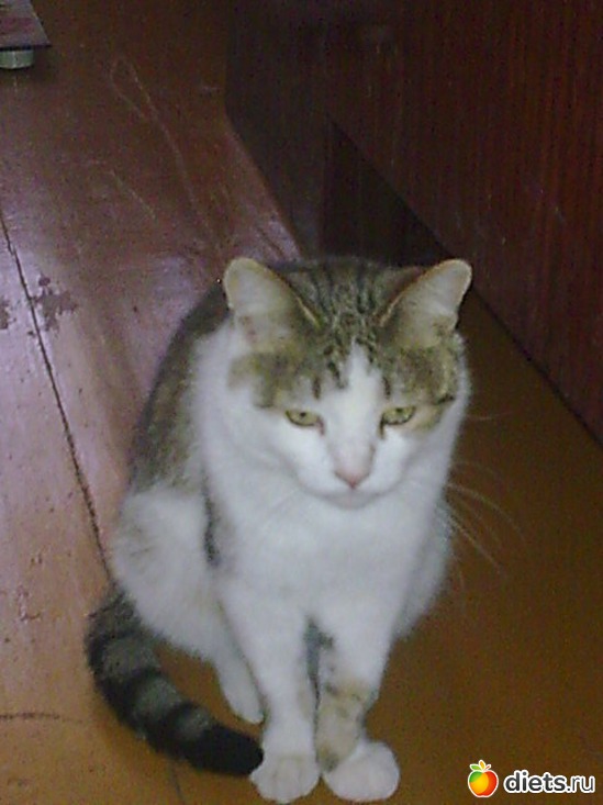 Это Яша ему где то 4 года. Я его с работы принесла у него лапы были сломаны и лишай вот вылечила. Теперь такой шустрый быстрей всех бегает., альбом: Мои дети хвостатые и полосатые.