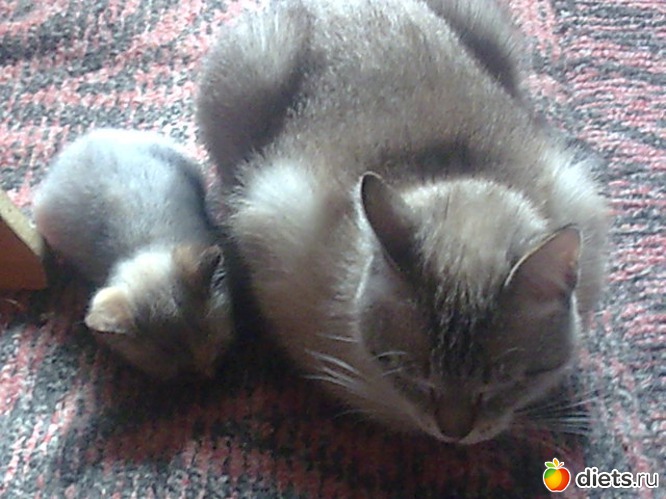 Мама с дочкой . Даша и Маша., альбом: Мои дети хвостатые и полосатые.