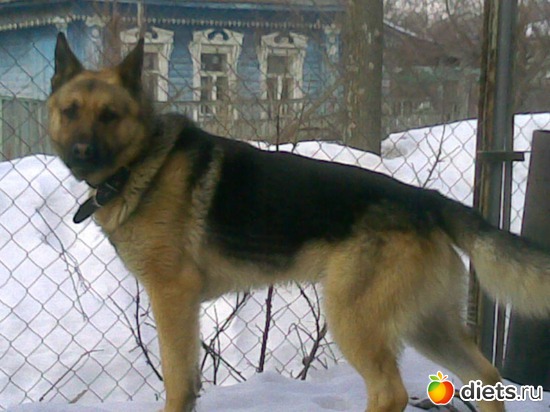 А это Дик ему где то 3 года. Я его с улицы привела был голодный одна кожа да кости. Хозяина так и не нашла его. Теперь он живет у меня. Это моя охрана он такой умница хотя и баловник. Я так рада что мы друг друга нашли. Он супер ., альбом: Мои дети хвостатые и полосатые.