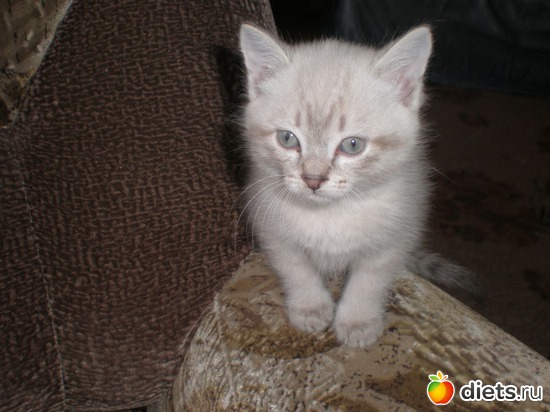 2 ����: �����