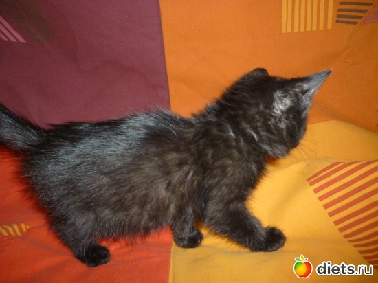 котенок, альбом: Мои мальчишки