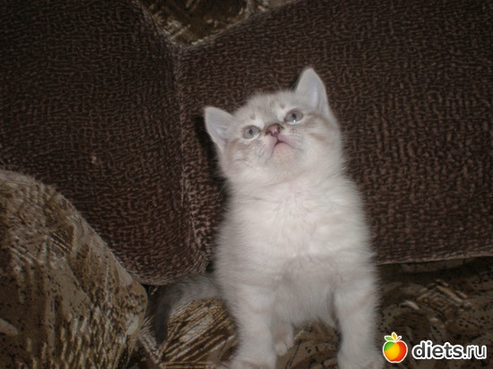 1 ����: �����