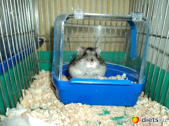 ������, ������: ���� �������