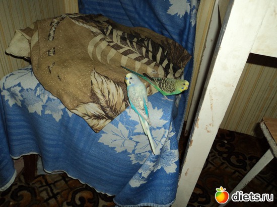 ���� � �������, ������: ���� �������