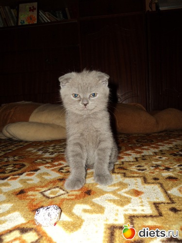 ���������, ������: ���� �������