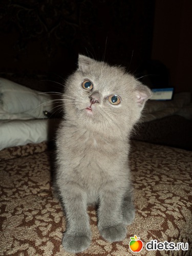 4 ����: ���� �������