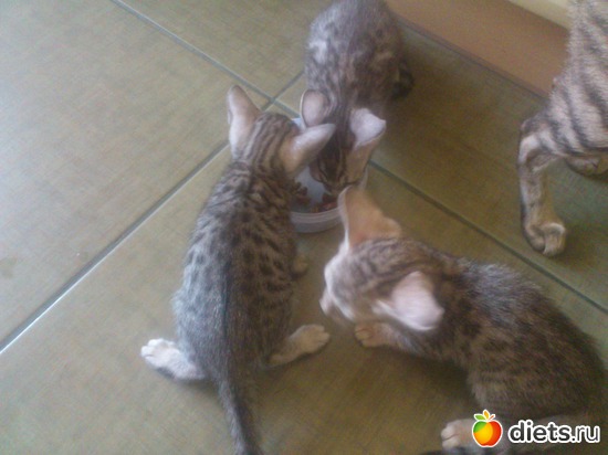 29 ����: ��� �������� �������.....