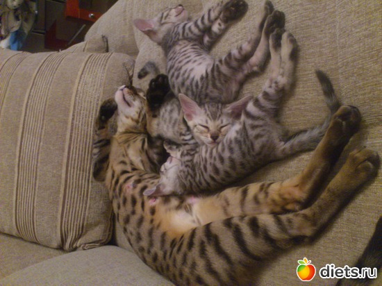 31 ����: ��� �������� �������.....