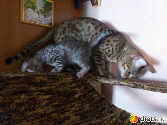 33 ����: ��� �������� �������.....