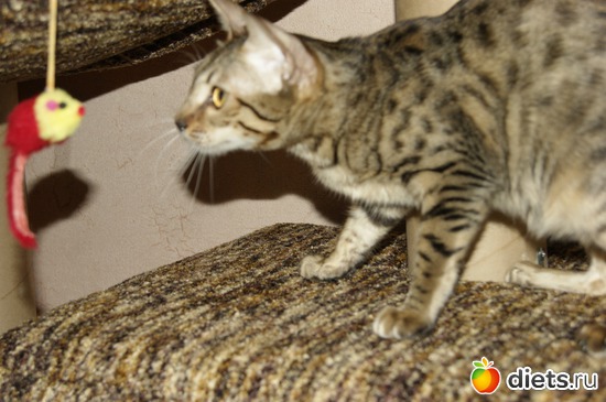 37 ����: ��� �������� �������.....