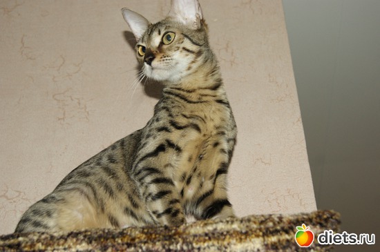 38 ����: ��� �������� �������.....