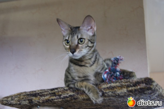 39 ����: ��� �������� �������.....