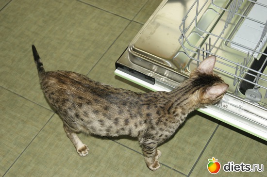 41 ����: ��� �������� �������.....