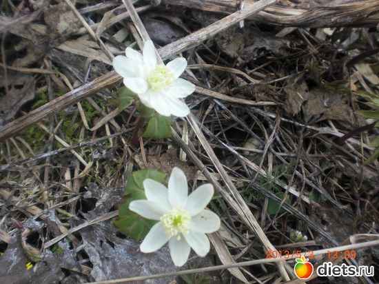 �����������, ������: �������� ����.