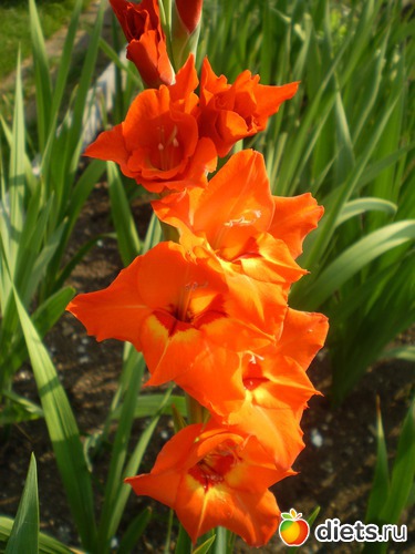 1 фото: Астра энд гладиолус