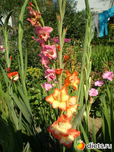 4 фото: Астра энд гладиолус