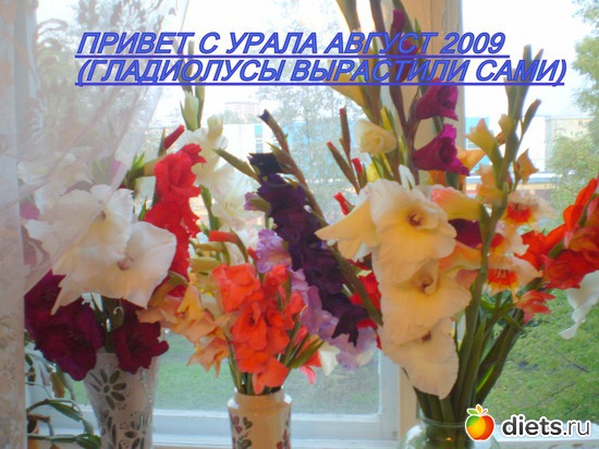 5 фото: Астра энд гладиолус