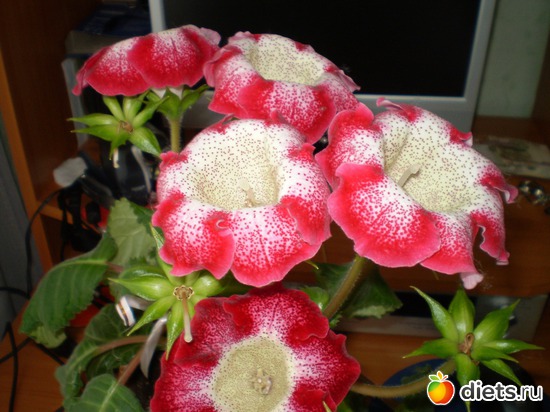 1 фото: Глоксиния