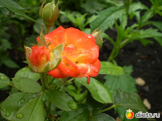 1 ����: �� ����������