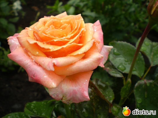 2 ����: �� ����������