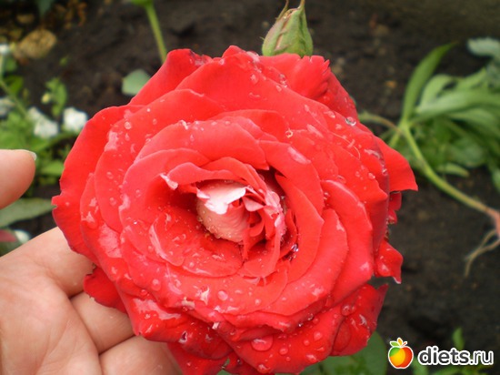 4 ����: �� ����������