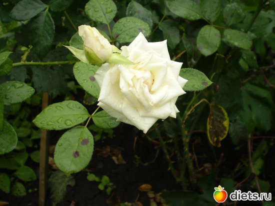 5 ����: �� ����������