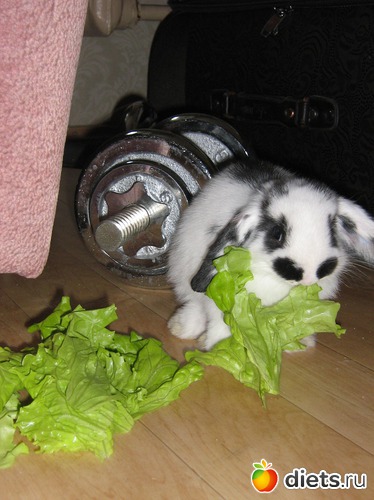 1 ����: �����