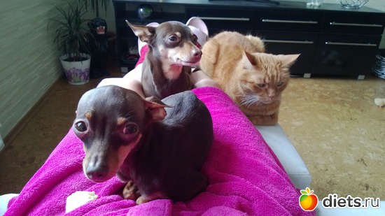 28 фото: Мои тойчики+кот