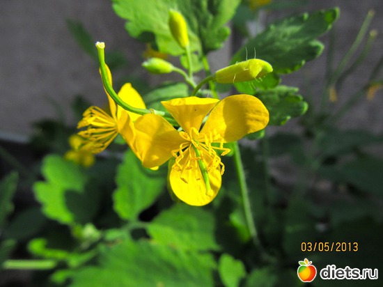 ��������, ������: �����-����-����� 2013 - 2015