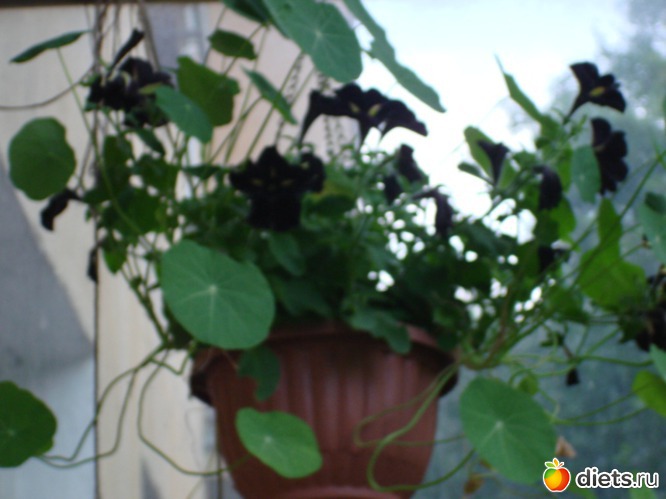 4 ����: ��� �����